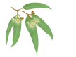Eucalyptus