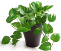 Money plant – Climber