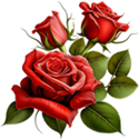 Rose – Shrub