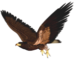 Hawk