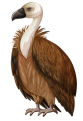 Vulture