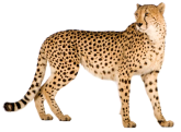 Cheetah