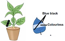 Question image